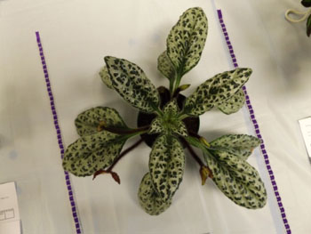 35-Primulina sinensis ‘Silver’