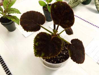 38a-Smithiantha 'Pat's Pets Chinchilla'