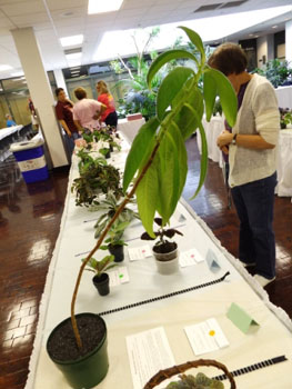 42a-Rhytidophyllum tomentosum