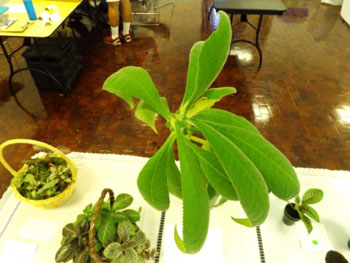 42b-Rhytidophyllum tomentosum