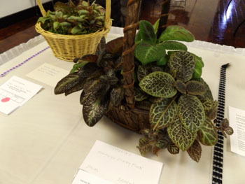 43b-Episcias 'Silver Skies', 'Silver Mist', 'Pink Gator'