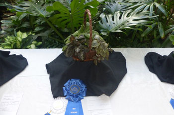 Best in Show Horticulture