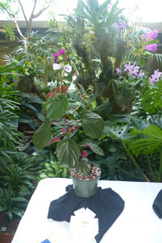 Third Best in Show - Horticulture