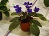 24bc-Saintpaulia R9D