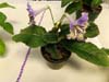 30ab-Streptocarpus 'Wendy's Hermits Kiss'