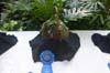 Best in Show Horticulture