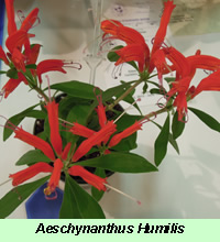 Aeschynanthus Humilis
