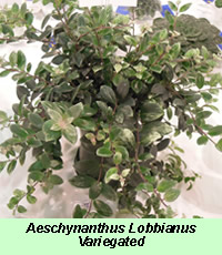 Aeschynanthus Lobbianus Variegated