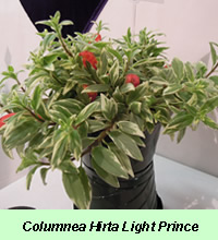Columnea Hirta Light Prince