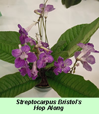 Streptocarpus Bristol's Hop Along