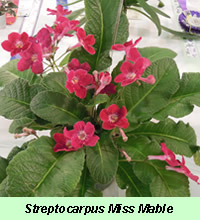Streptocarpus Miss Mable